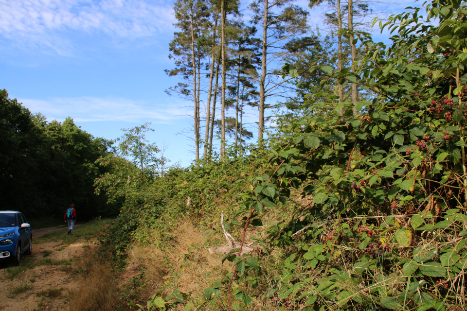 Холм, поросший кустами ежевики (лат. Rubus plicatus, дат. almindelig brombær) 