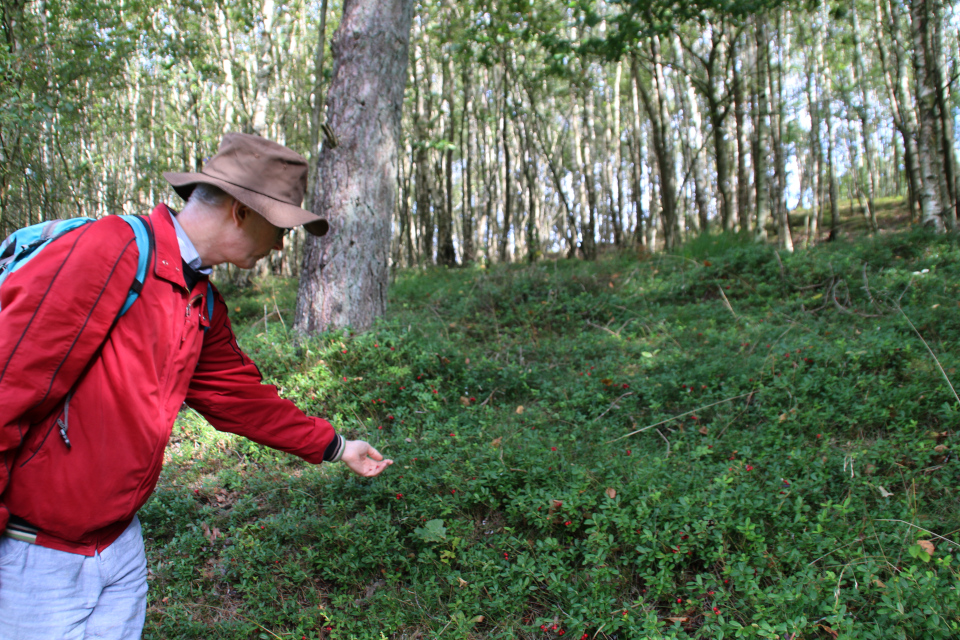 Брусника (лат. Vaccinium vitis-idaea, дат. Tyttebær) в лесу с березами