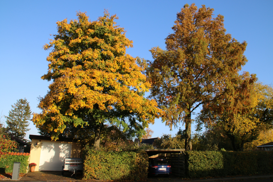 метасеквойя (лат. Metasequoia glyptostroboides, дат. vandgran) 