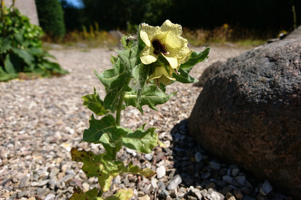 Белена чёрная (дат. bulmeurt, лат. Hyoscyamus niger) на развалинах монастыря Ом