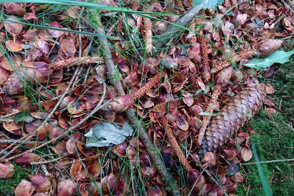  Ель обыкновенная (дат. Rødgran, Picea abies), Трольдборг ринг, Бредстен (Troldborg Ring, Bredsten), Дания. 7 июля 2020