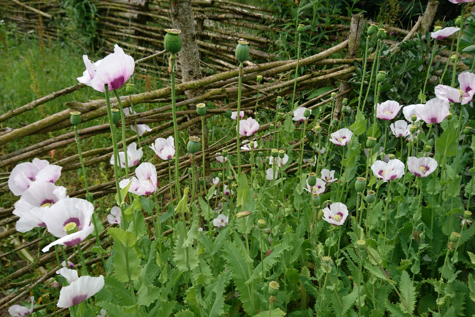 Огороды викингов Фюркат, мак.Фото 11 июл 2019, Дания