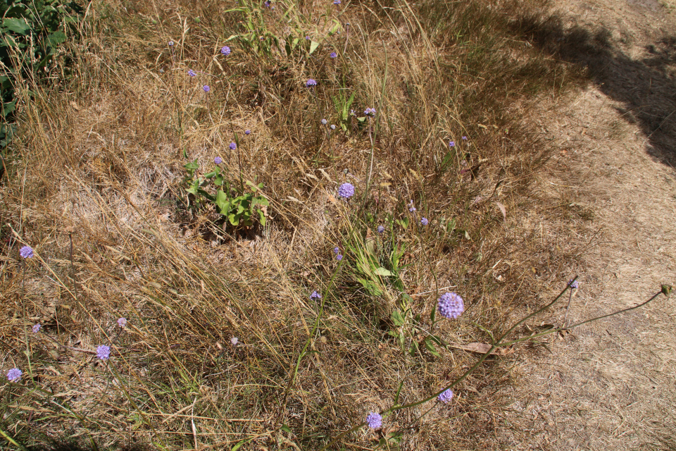  Скабиоза (дат. Skabiose, лат. Scabiosa) Фото 9 авг. 2018