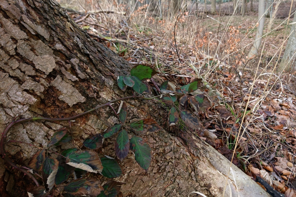 Brombær (Rubus plicatus) Ежевика складчатая, 14 мар. 2021