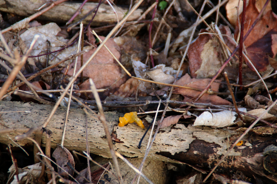 Алеврия оранжевая, (дат. Almindelig orangebæger, лат. Aleuria aurantia). 14 мар. 2021