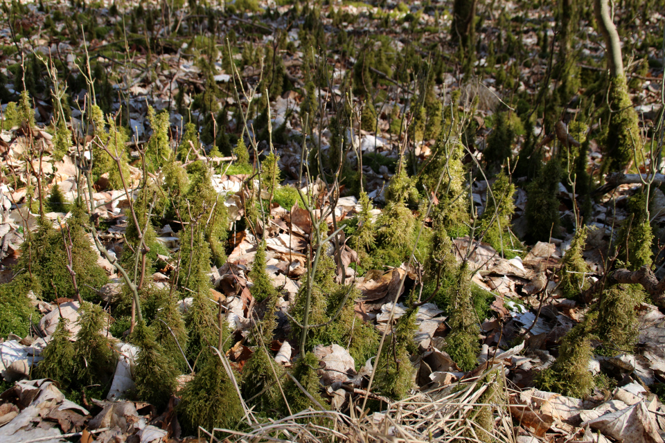 Мховый лес Хёррет (Hørret skov) Дания. 18 мар. 2021 