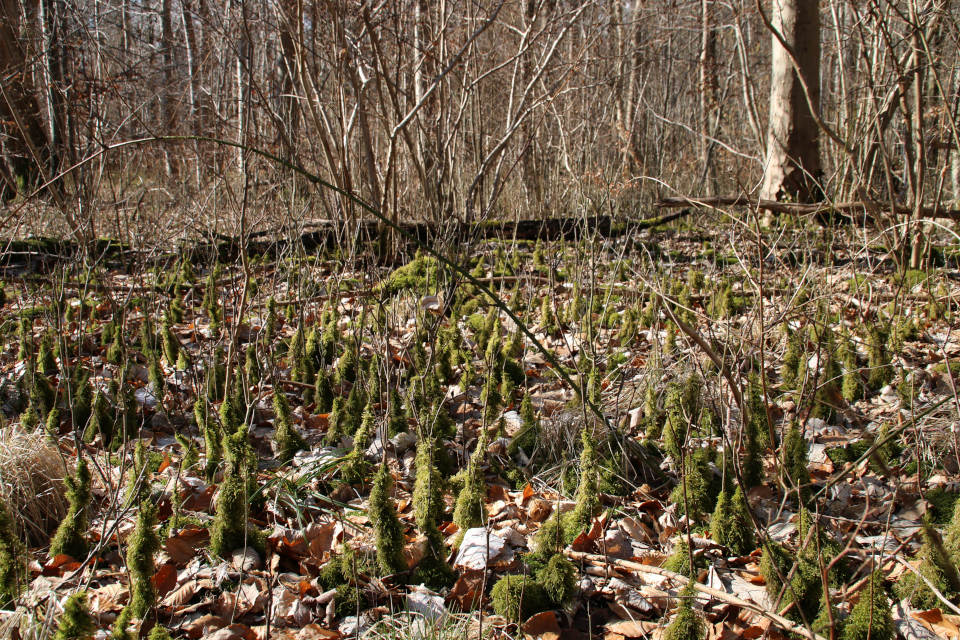 Мховый лес Хёррет (Hørret skov) Дания. 18 мар. 2021 