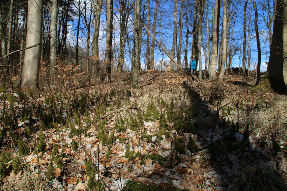 Буковый лес и мховый лес Хёррет (Hørret skov) Дания. 18 мар. 2021