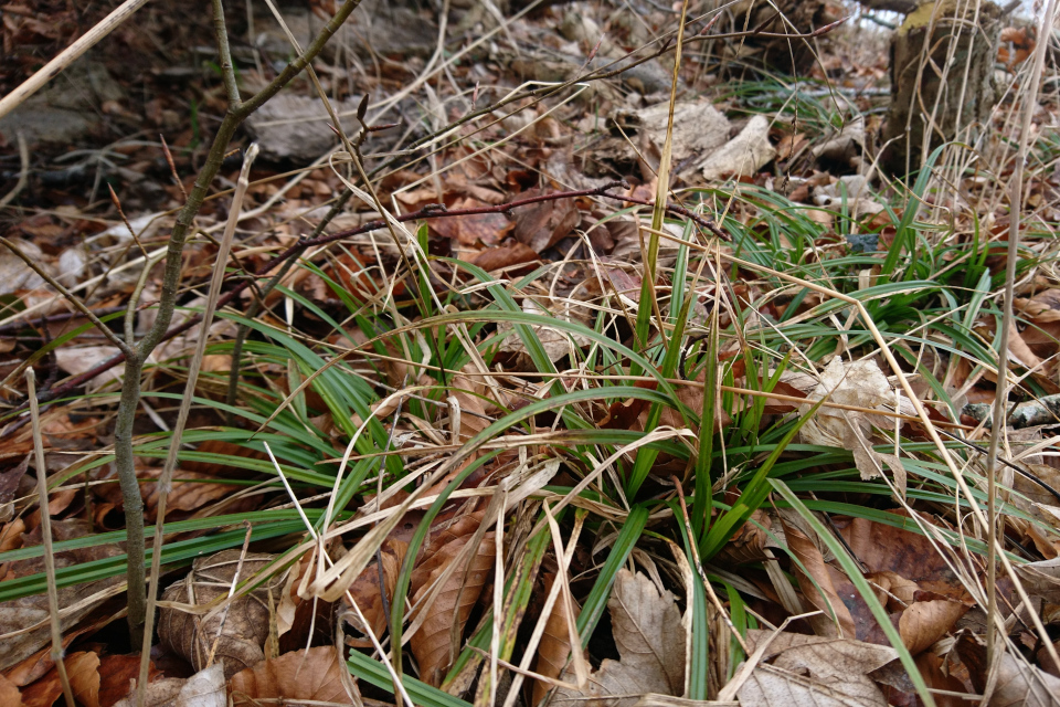 Ожика лесная, Skovfrytle, Luzula sylvatica. 14 мар. 2021