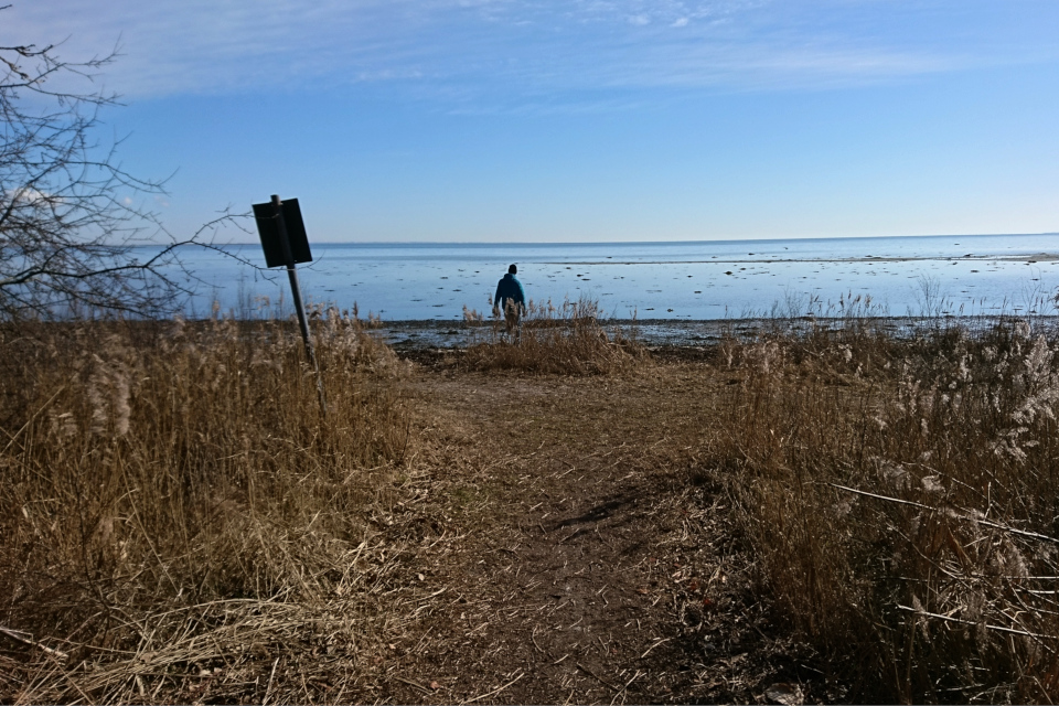 Берег мора, Лес Равнсков / Ravnskov. 9 мар. 2021, Оддер, Дания