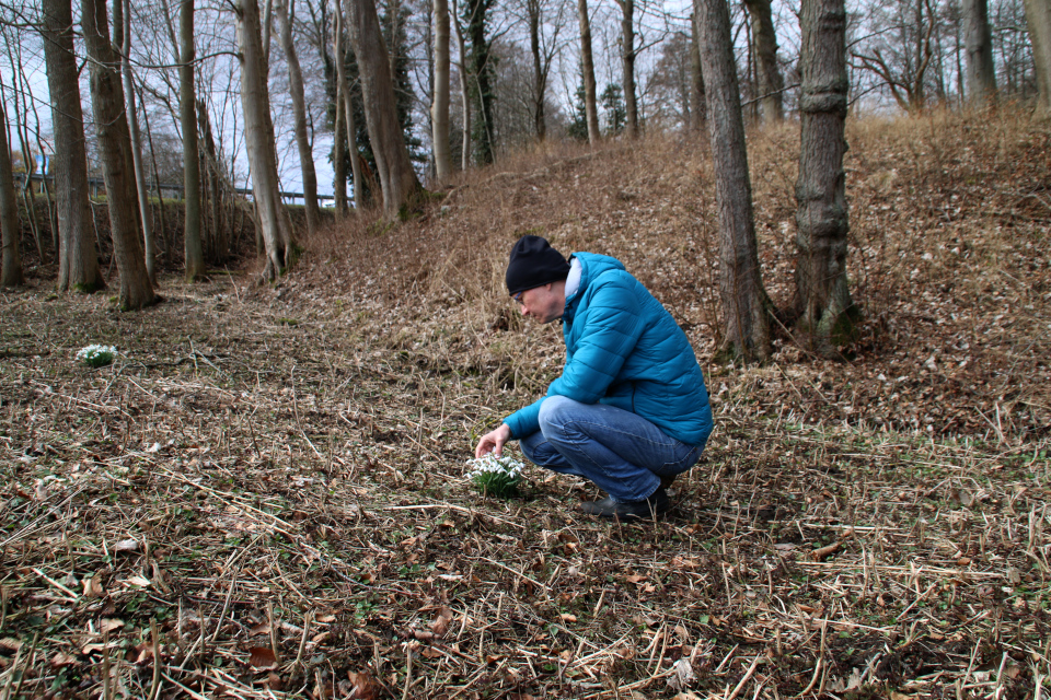 Подснежник / Vintergæk (Galanthus nivalis). 14 мар. 2021