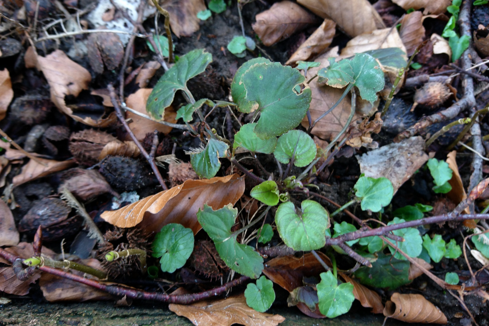 Чистяк весенний, Vorterod, Ficaria verna, 14 мар. 2021