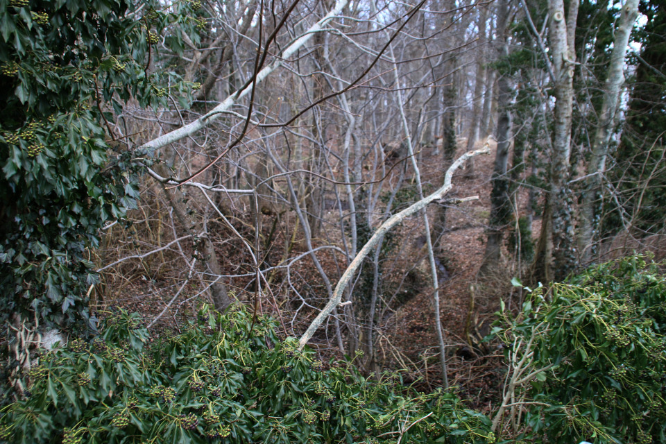 плющ, Hedera helix, Vedbend, 14 мар. 2021