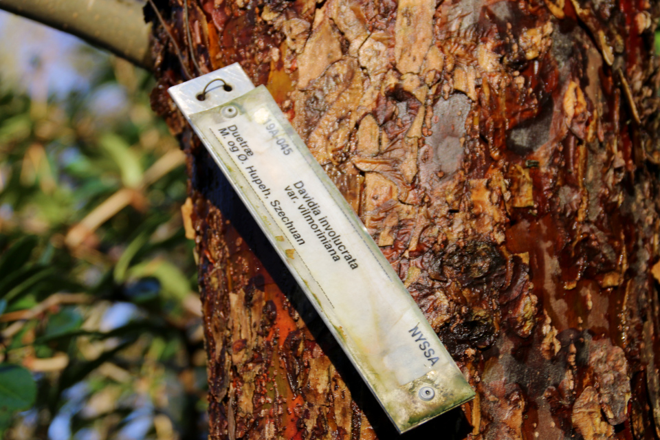 Давидия покрывальная (Davidia involucrata var. vilmoriniana)