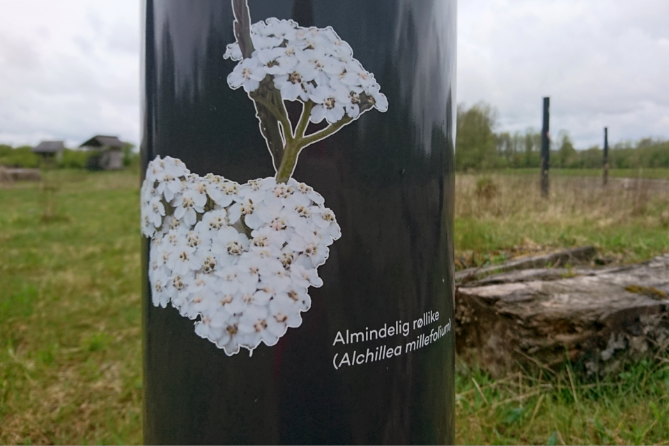 Тысячелистник обыкновенный (дат. Almindelig røllike, лат. Achillea millefolium). Эскелунден, Вибю /Eskelunden, Viby Дания. 5 мая 2021