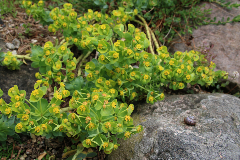 Молочай миртолистный (дат. Blågrøn vortemælk / Myrtle spurge, лат. Euphorbia myrsinites на каменистых горках ботанического сада г. Орхус, Дания. 18 мая 2021