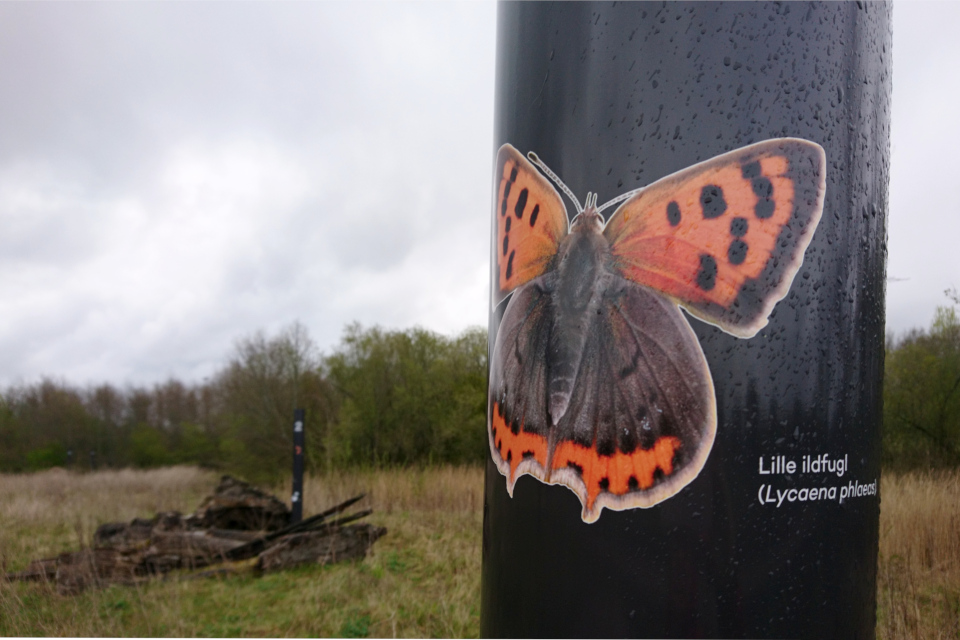 Многоглазка пятнистая (дат. Lille Ildfugl, лат. Lycaena phlaeas). Эскелунден, Вибю /Eskelunden, Viby Дания. 5 мая 2021