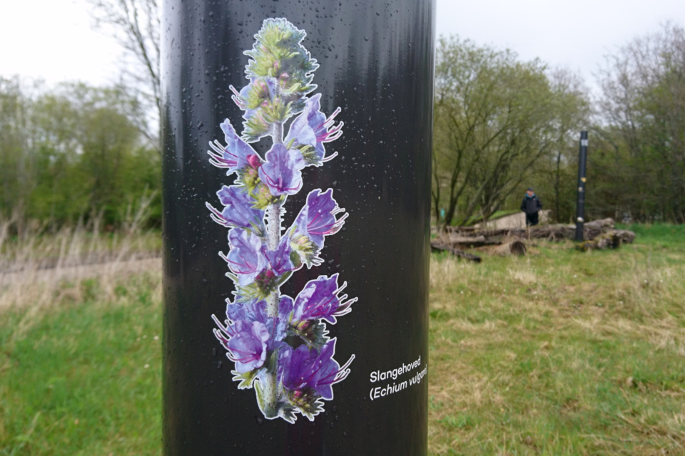 Синяк обыкновенный (дат. Slangehoved, лат. Echium vulgare). Эскелунден, Вибю /Eskelunden, Viby Дания. 5 мая 2021