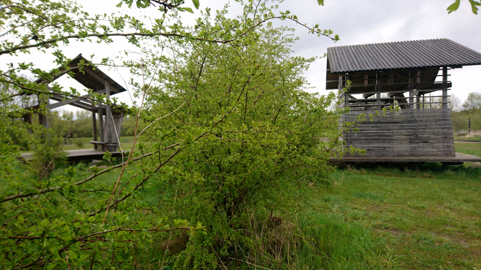 Эскелунден, Вибю /Eskelunden, Viby Дания. 5 мая 2021