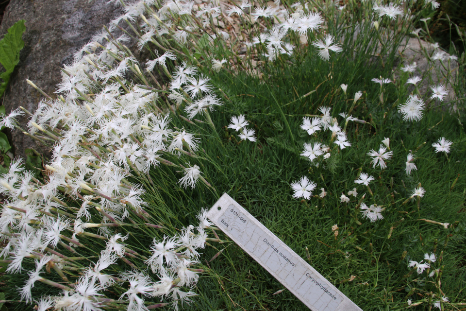 Гвоздика скальная (лат. Dianthus petraeus ssp. noeanus). Ботанический сад Орхус 23 июня 2021, Дания