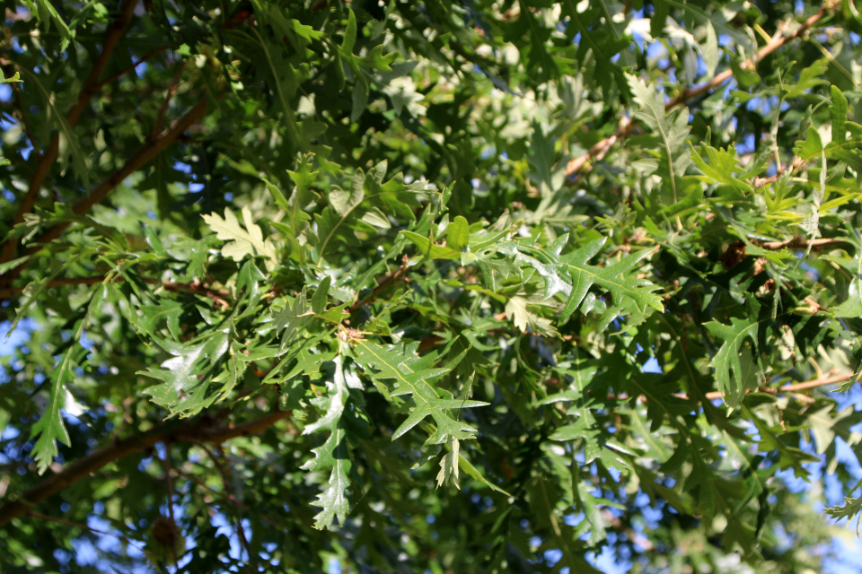 Дуб женщин, Дуб австрийский (дат. Frynseeg, лат. Quercus cerris), Soroptimist International 2015, Хорсенс, Дания. 26 сент. 2022