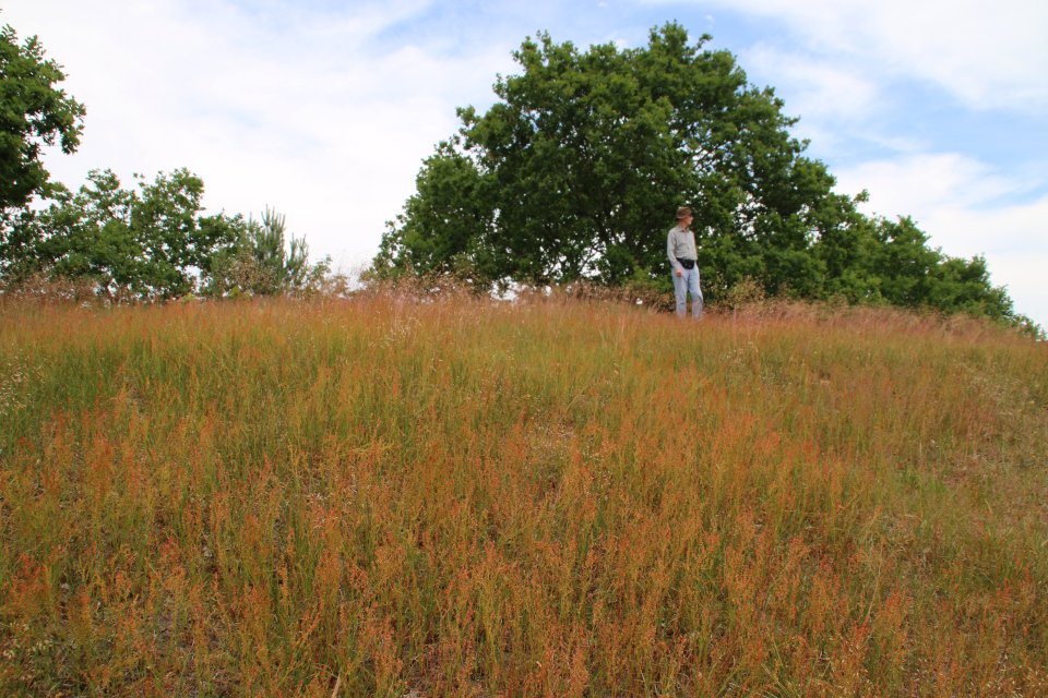 Щавель воробьиный (дат. Rødknæ, лат. Rumex acetosella). Курганы Айструп (Ajstrup gravhøje). Фото 29 июн. 2021