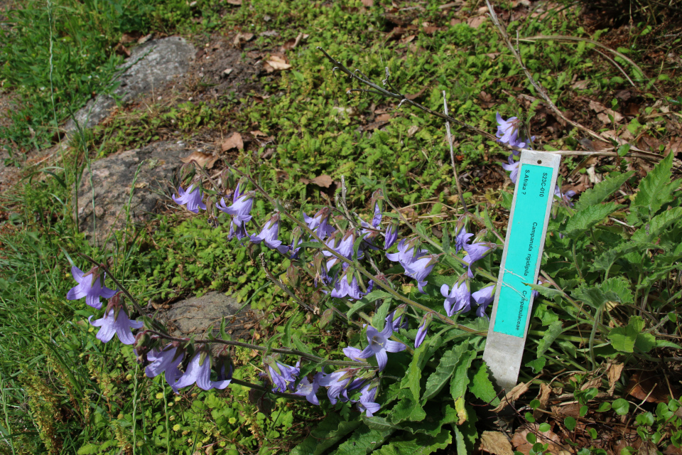 Кампанула (лат. Campanula rigidipila) в ботаническом саду г. Орхус, Дания. Фото 23 июня 2021