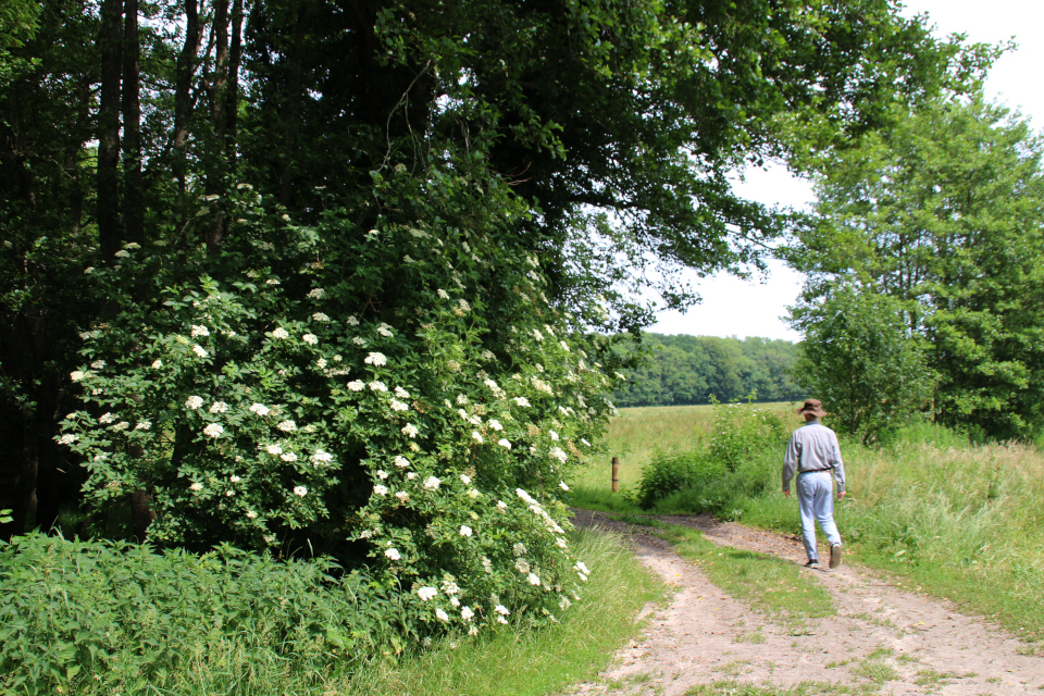 Бузина черная (дат. Almindelig hyld, лат. Sambucus nigra). Айструп, лес (Ajstrup), Дания. Фото 29 июн. 2021