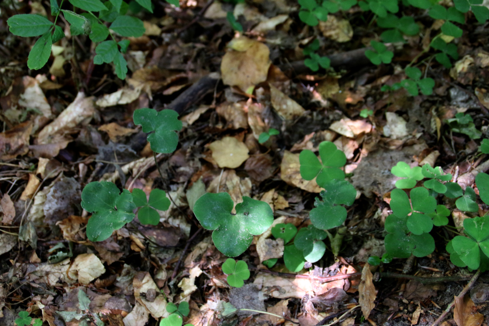 Печёночница благородная (дат. Blå anemone, лат. Anemone hepatica). Мариагер, Айструп лес, Дания. Фото 29 июн. 2021