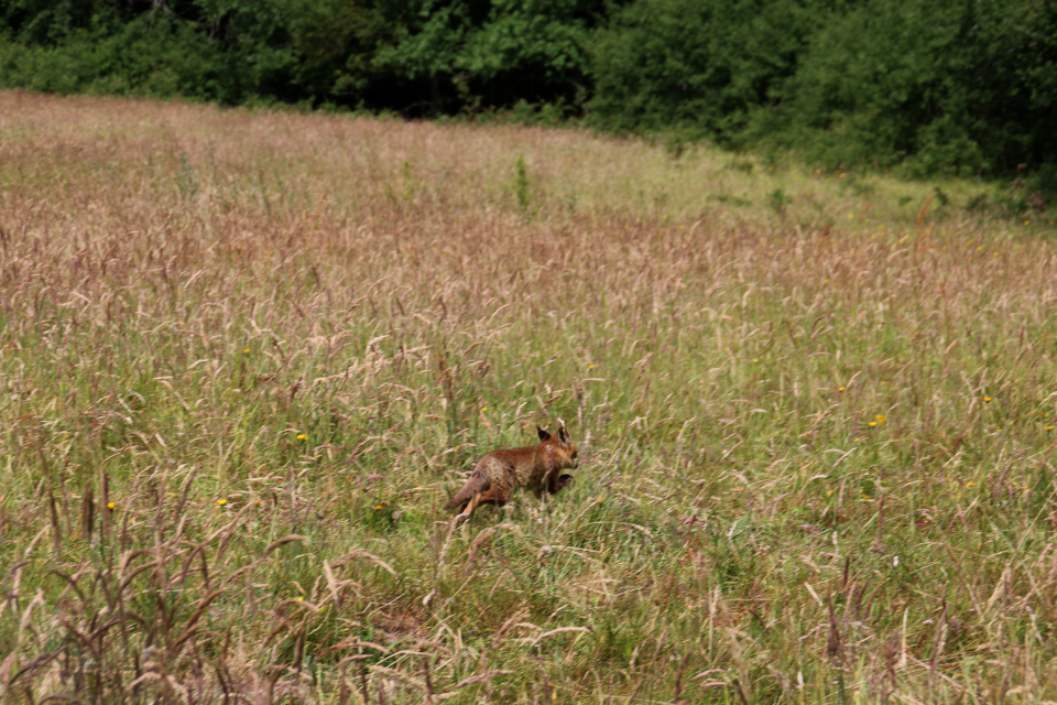 Лисица (дат. Rød ræv, дат. Vulpes vulpes). Мариагер, Айструп лес, Дания. Фото 29 июн. 2021