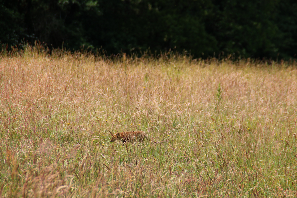 Лисица (дат. Rød ræv, дат. Vulpes vulpes). Мариагер, Айструп лес, Дания. Фото 29 июн. 2021