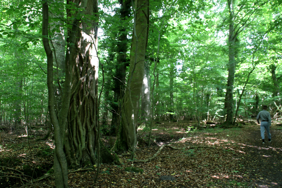 Плющ (дат. Vedbend, лат. Hedera helix). Мариагер, Айструп лес, Дания. Фото 29 июн. 2021