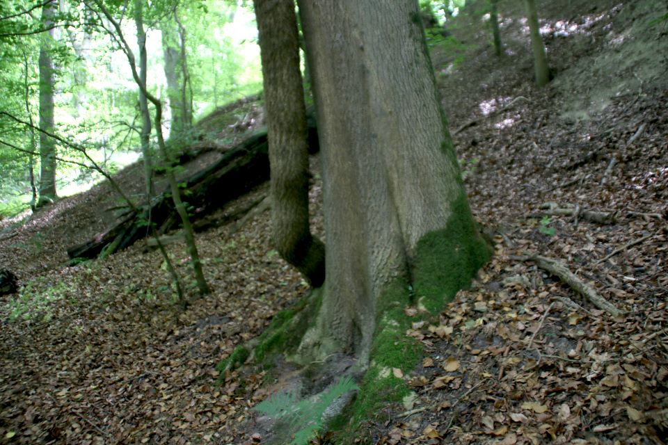 Плющ (дат.Vedbend, лат. Hedera helix). Мариагер, Айструп лес, Дания. Фото 29 июн. 2021