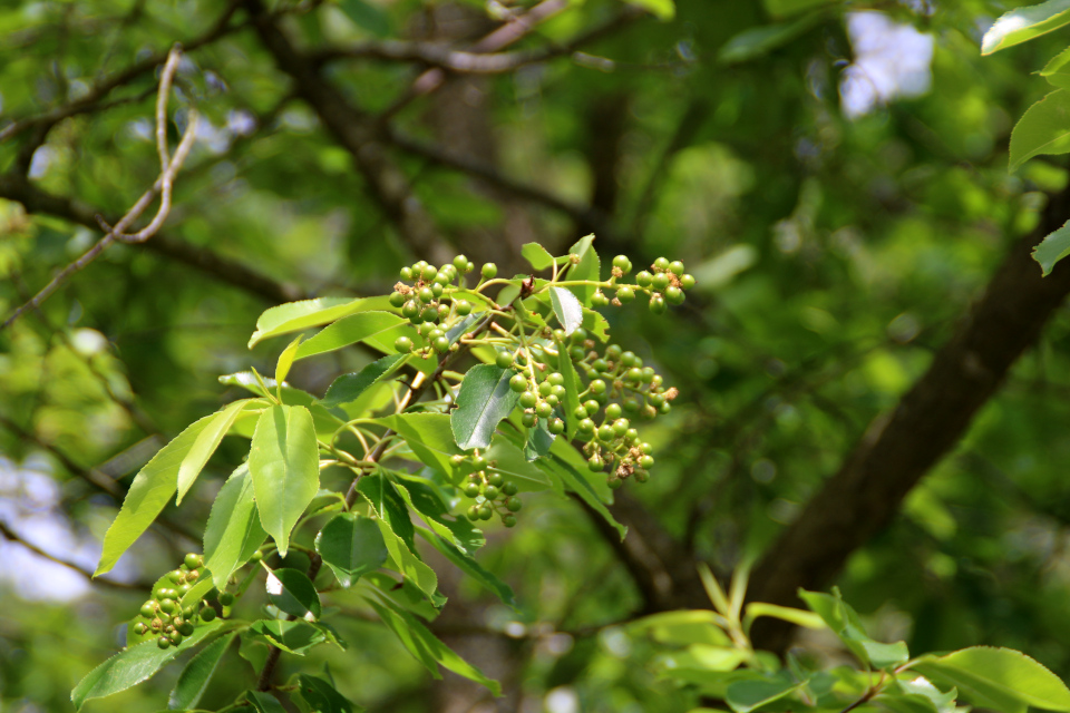 Черёмуха поздняя (дат. Glansbladet hæg, лат. prunus serrotina). Мариагер фьорд, Дания. Фото 29 июн. 2021