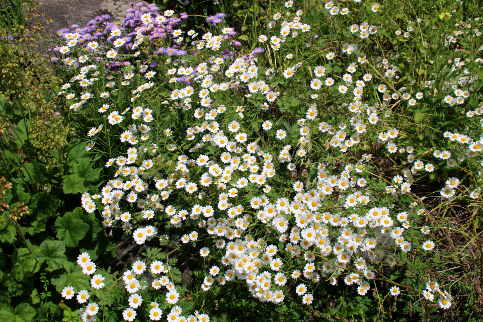 Пижма снежная (лат. tanacetum niveum) в ботаническом саду г. Орхус, Дания. Фото 23 июня 2021