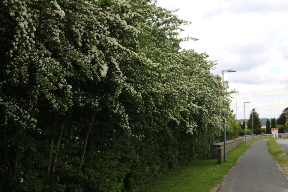 Цветущий Боярышник обыкновенный (дат. Almindelig hvidtjørn, лат Crataegus laevigata), Виборг, Дания 2 июня 2021 