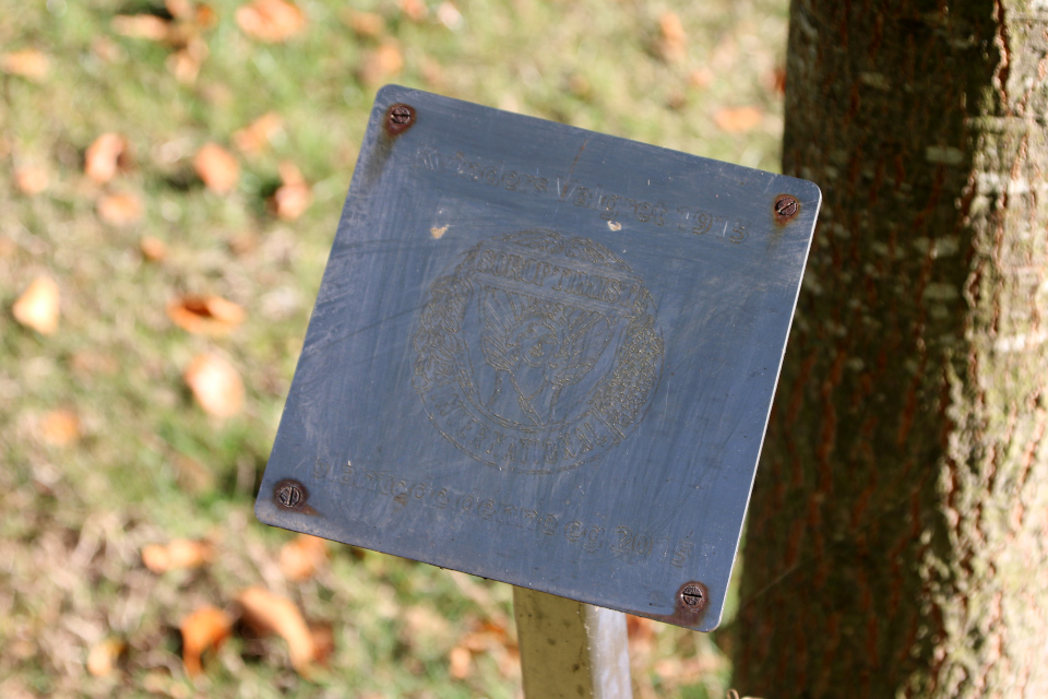   Дуб женщин, Дуб австрийский (дат. Frynseeg, лат. Quercus cerris), Soroptimist International 2015, Хорсенс, Дания. 26 сент. 2022