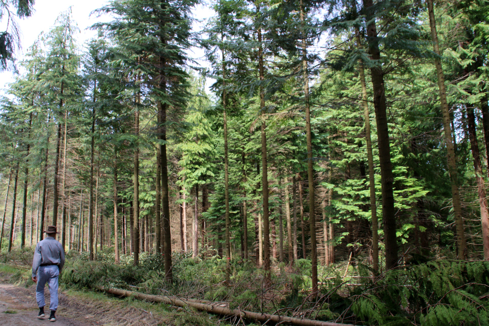 Туя западная (дат. Almindelig thuja, лат. Thuja occidentalis) Мариагер фьорд, Дания. Фото 29 июн. 2021