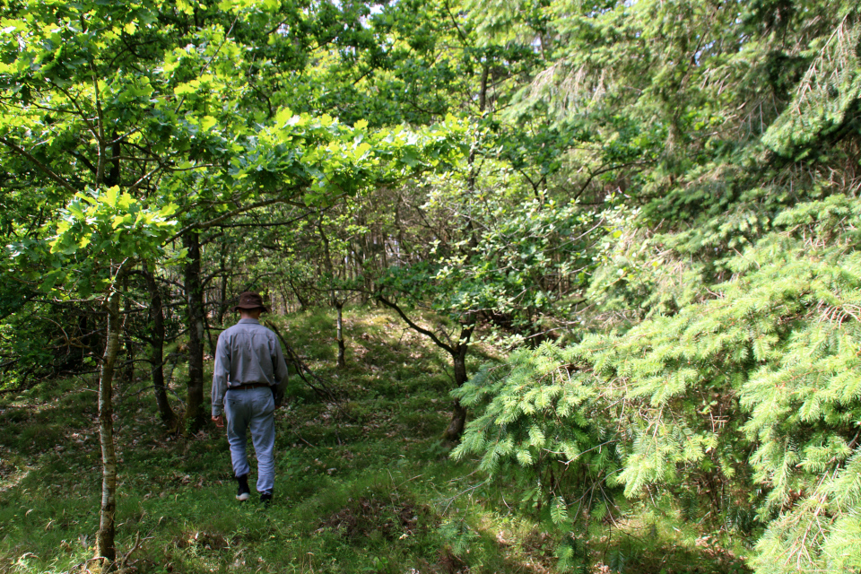 Курганы Айструп (Ajstrup gravhøje). Фото 29 июн. 2021