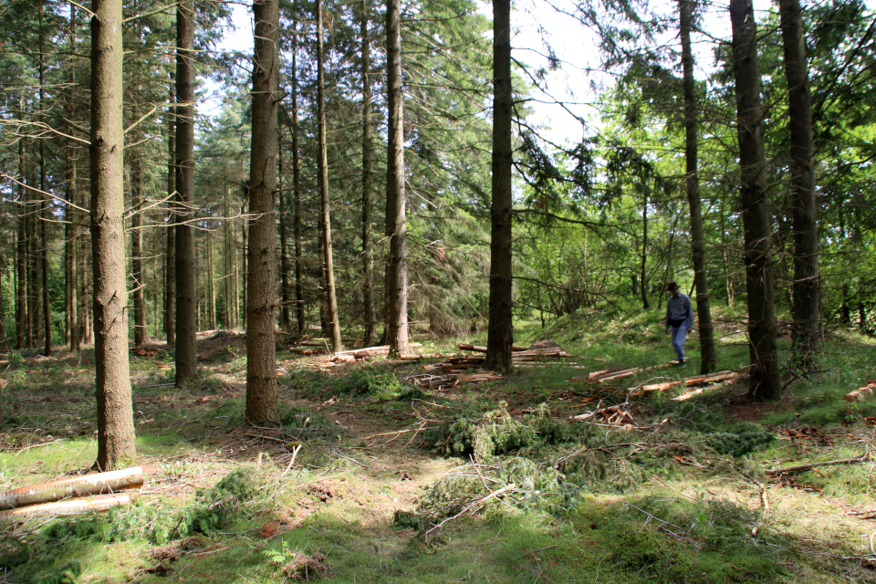 Пихта дугласа (дат. Douglasgran, лат. Pseudotsuga menziesii). Мариагер фьорд, Дания. Фото 29 июн. 2021