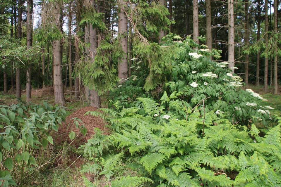 Пихта дугласа (дат. Douglasgran, лат. Pseudotsuga menziesii). Мариагер фьорд, Дания. Фото 29 июн. 2021