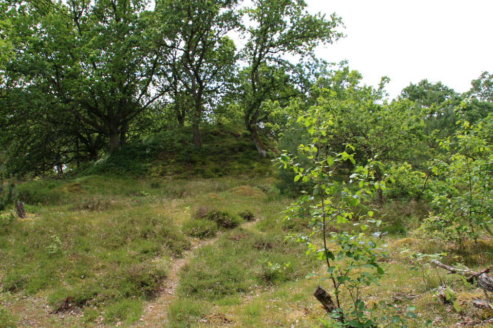 Крушина ломкакая (дат. Tørst, лат. Rhamnus frangula). Фото 29 июн. 2021