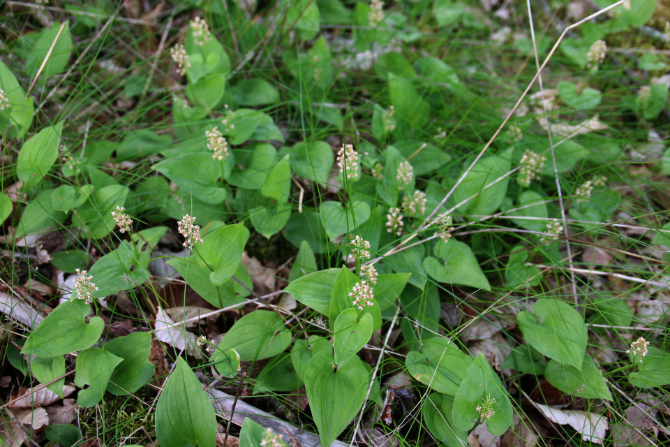 Майник двулистный (дат. Majblomst, лат.аMaianthemum bifolium) Курганы Айструп (Ajstrup gravhøje). Фото 29 июн. 2021