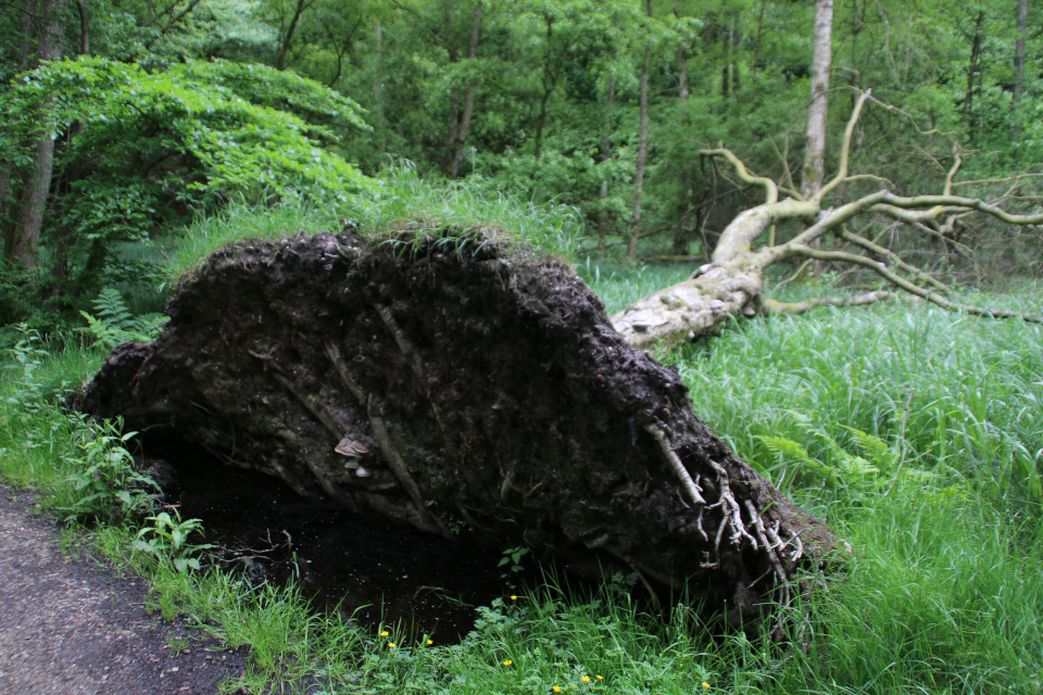 Озеро Борре, Borre Sø, Дания. 11 июн. 2021 