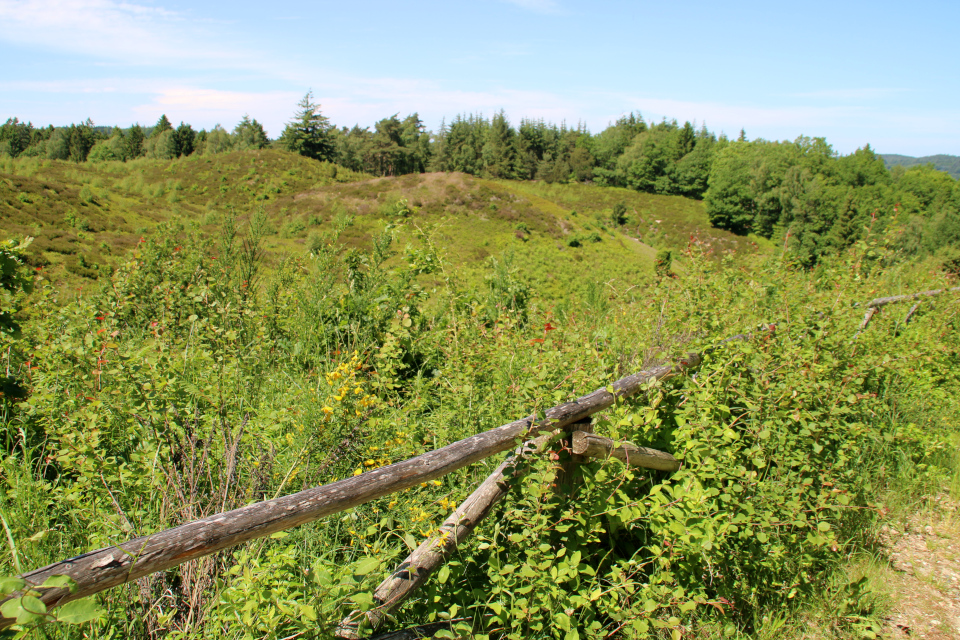 Холмы с вереском, Химмельберг (Himmelbjerget), Дания . 16 июн. 2021