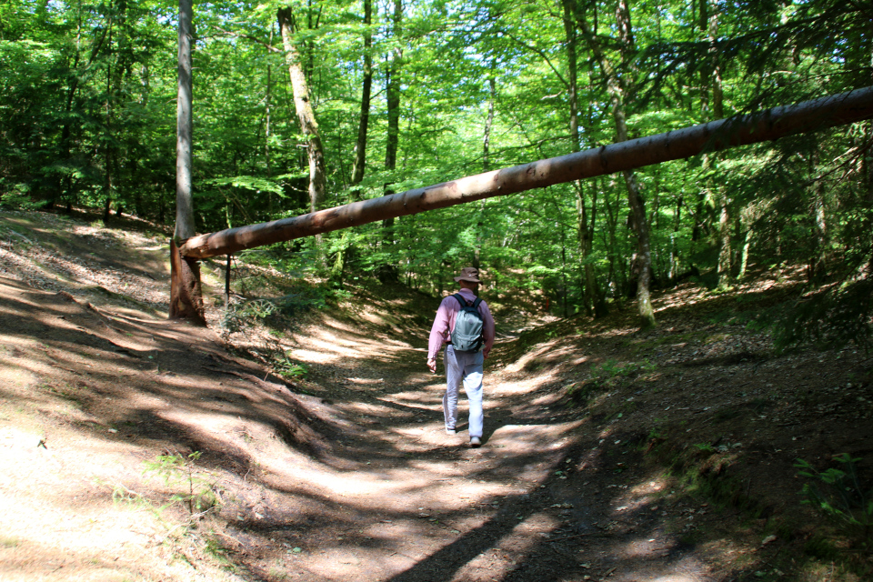 Лес Химмельберг (Himmelbjerget), Рю, Дания. 16 июн. 2021