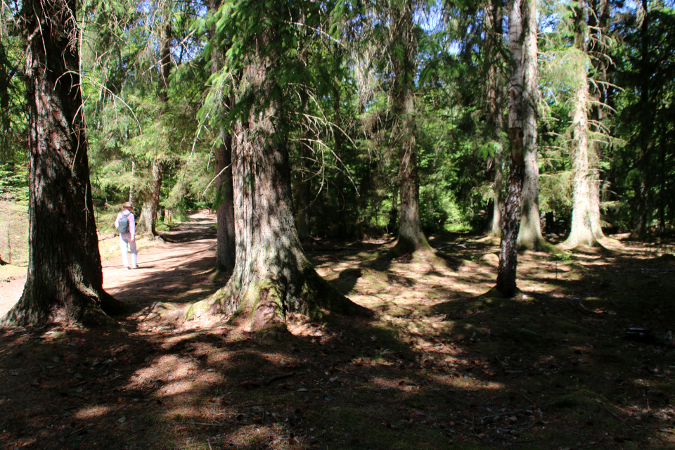 Ситхинская ель (дат. Sitkagran, лат. Picea sitchensis).Лес Химмельберг (Himmelbjerget), Рю, Дания. 16 июн. 2021