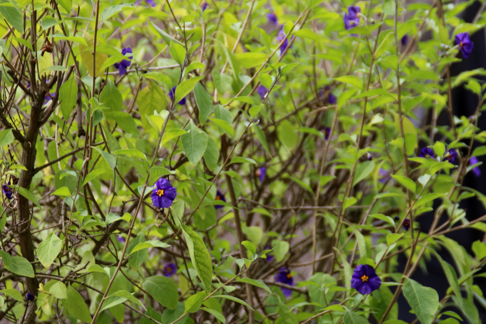 Паслен горечавковидный (дат. Paraguay-natskygge, лат. Solanum rantonnetii). Лесопарк Охотничьи угодья в Северной Зеландии (Jægersborg Dyrehave), Дания. Фото 9 июля 2021