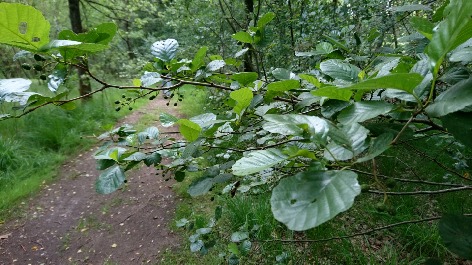 Ольха чёрная (дат. Rødel, лат. Alnus glutinosa). Природа озера Хампен (дат. Hampen sø), Дания. Фото 18 июля 2021