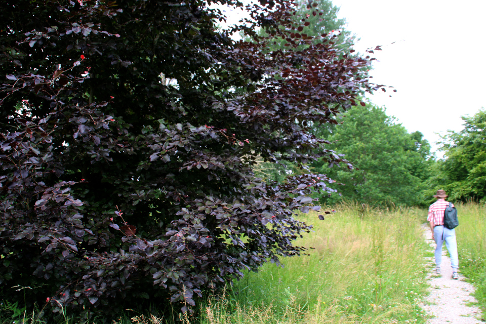 Бук лесной или европейский “Пурпуреа” (дат. rødbøg, лат. Fagus sylvatica “Purpurea). Датская роща (Danmarkslunden Moesgaard), Орхус, Дания. 2 июл. 2021